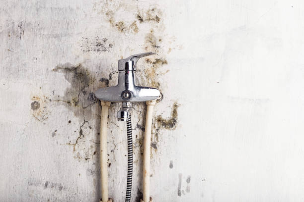 Best Localized Mold Remediation (e.g., coastal areas, humid climates) in West Liberty, WV