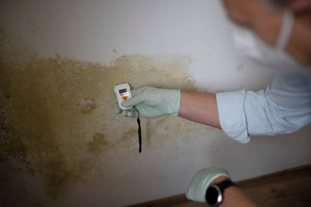 Best Emergency Mold Remediation in West Liberty, WV