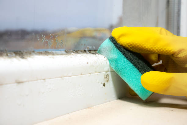 Best Mold Remediation for Schools in West Liberty, WV