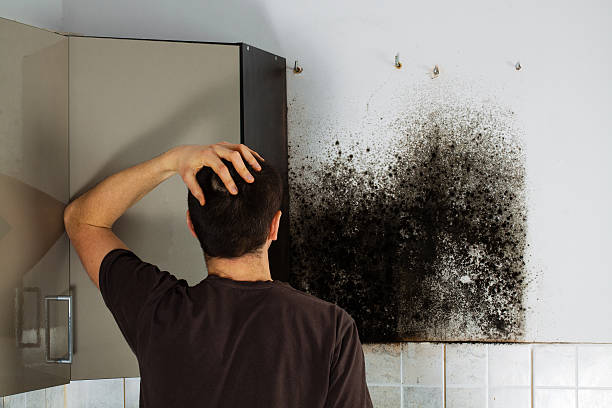 Best Kitchen Mold Remediation in West Liberty, WV