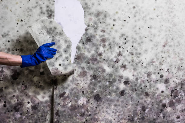 Best Residential Mold Remediation in West Liberty, WV