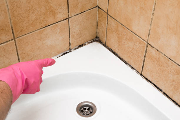 Best Attic Mold Remediation in West Liberty, WV